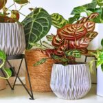 Vasos Para Plantas e Decoração